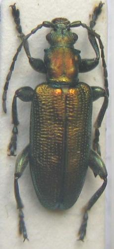 Réf. 8 079 : Plateumaris sp.