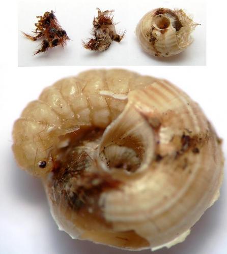 Drilus flavescens