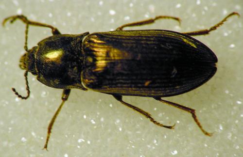 Selatosomus latus