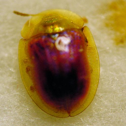 Réf. 8 276 : Cassida azurea