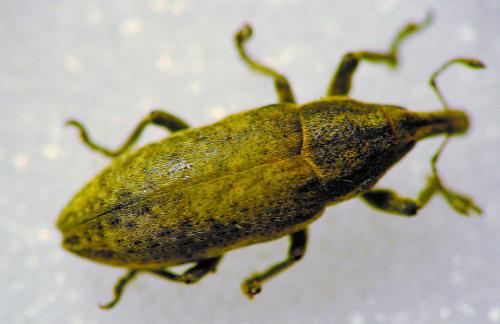 Réf. 8 466 : Lixus myagri