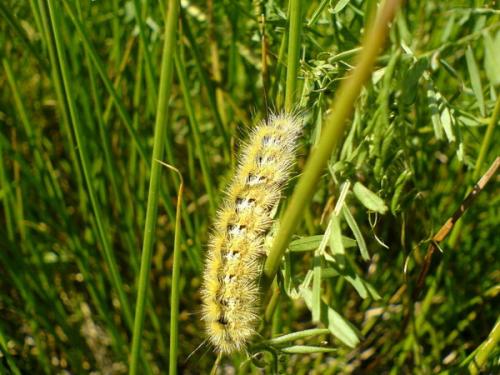 Réf. 8 776 : Rhyparia purpurata