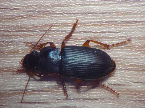 Pseudoophonus rufipes