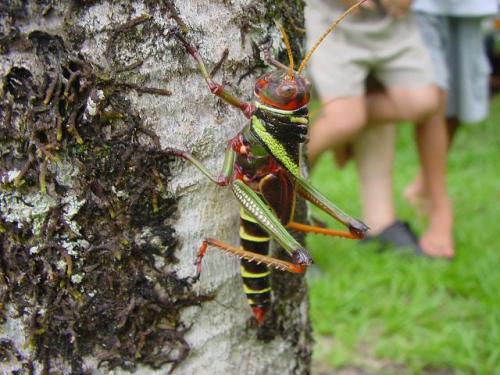 Tropidacris sp.