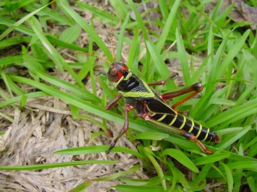 Réf. 8 019 : Tropidacris sp.