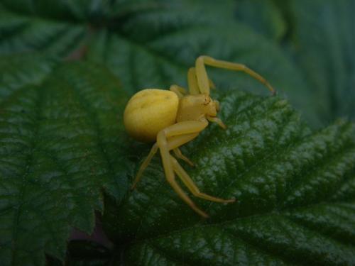 Misumena vatia