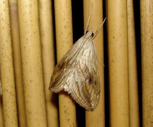 Réf. 8 039 : Evergestis forficalis