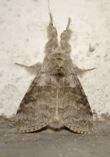Réf. 8 021 : Calliteara pudibunda