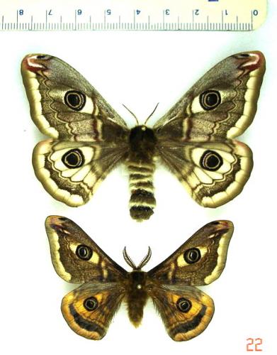 Saturnia pavonia