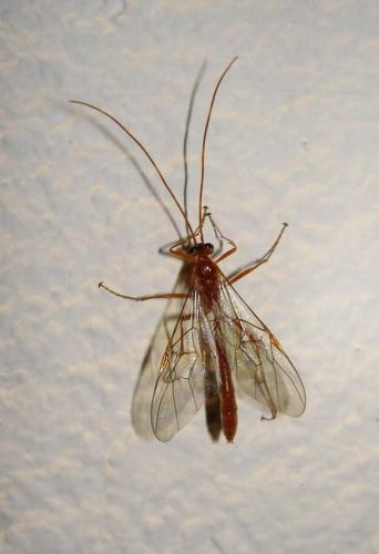 Réf. 8 035 : Ophion sp.