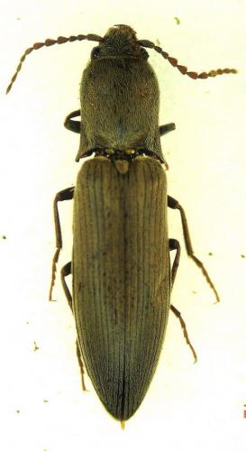 Réf. 8 054 : Agriotes pilosellus