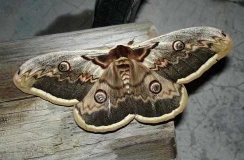 Saturnia pyri