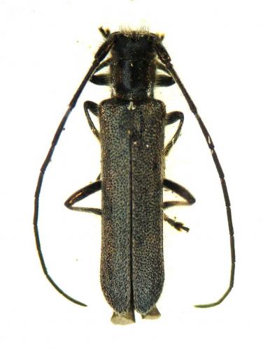 Réf. 8 162 : Stenostola ferrea