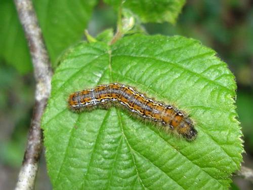 Réf. 8 246 : Trichiura crataegi