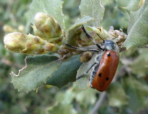 Réf. 8 293 : Lachnaia sp.