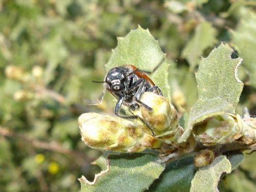 Lachnaia sp.