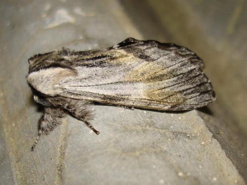 Réf. 8 408 : Harpyia milhauseri