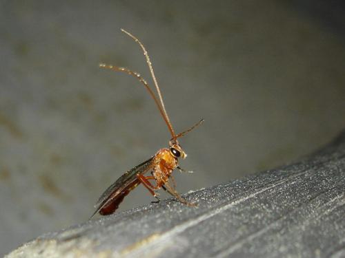 Ophion sp.