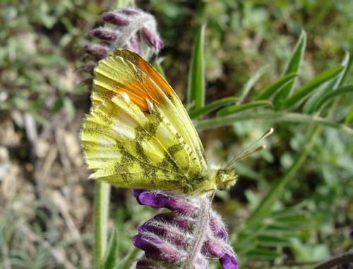 Réf. 8 630 : Anthocharis euphenoides