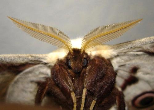 Saturnia pyri