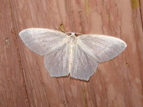 Jodis lactearia