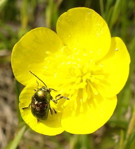 Cryptocephalus sp.