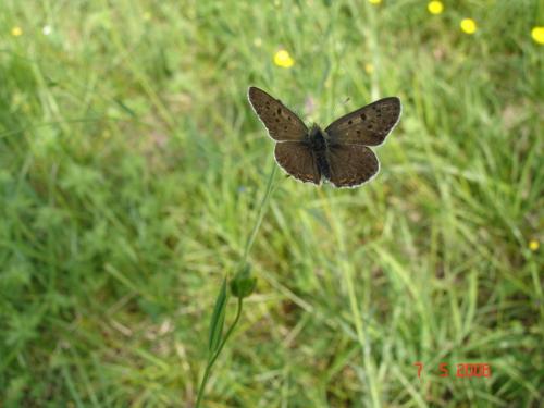 Lycaena tityrus