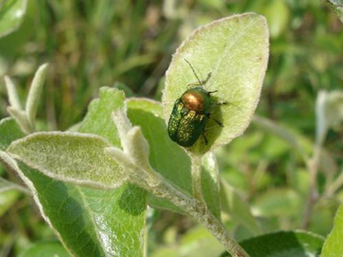 Réf. 8 544 : Cryptocephalus sp.
