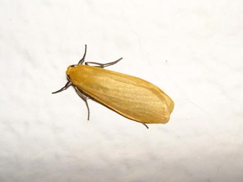 Eilema sororcula