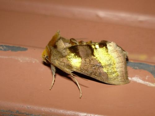 Réf. 8 539 : Diachrysia chrysitis