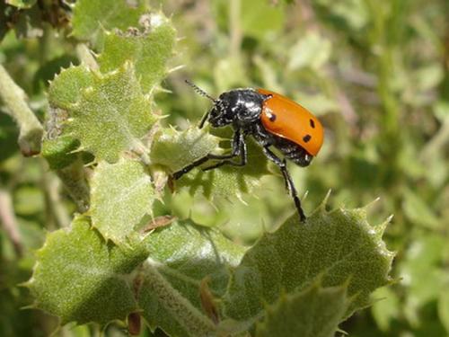 Réf. 8 603 : Lachnaia sp.