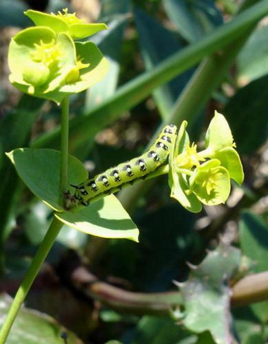 Hyles euphorbiae