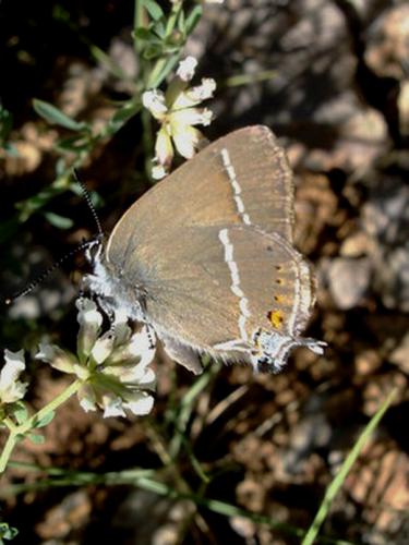Réf. 8 604 : Satyrium spini