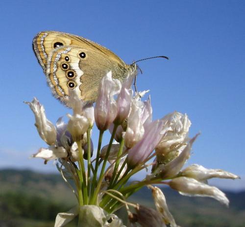 Coenonympha dorus