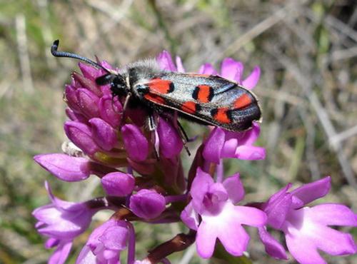 Zygaena rhadamanthus