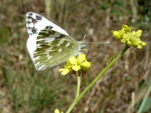 photo de papillon