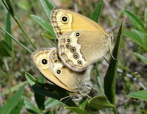 Réf. 8 666 : Coenonympha dorus