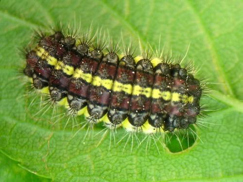 Aglaope infausta