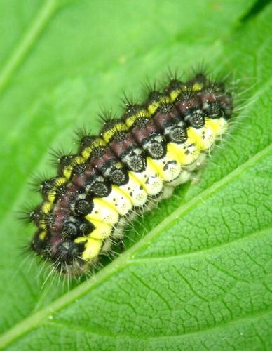Aglaope infausta