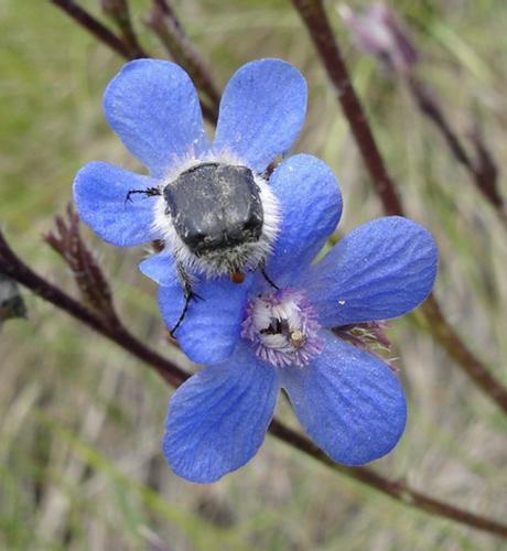 Tropinota hirta