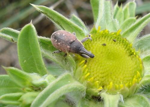 Réf. 8 803 : Larinus maurus