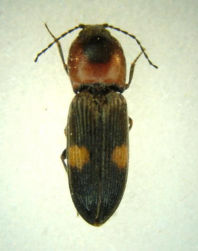 Cardiophorus biguttatus