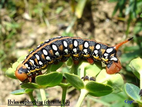 Hyles euphorbiae
