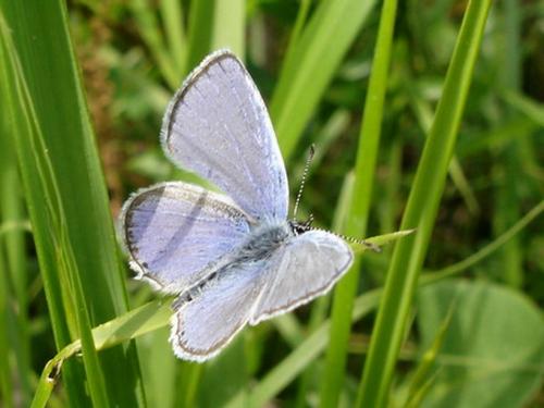 photo de papillon