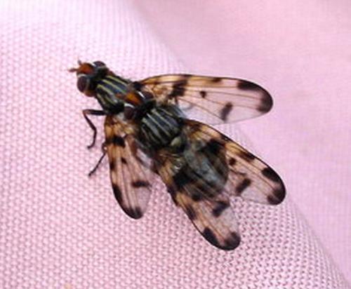 Otites porcus