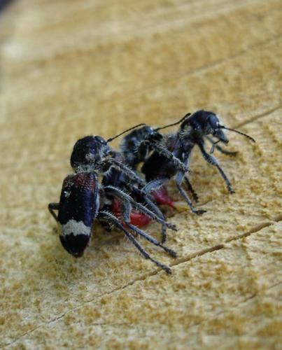 Clerus mutillarius
