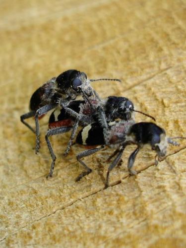 Clerus mutillarius