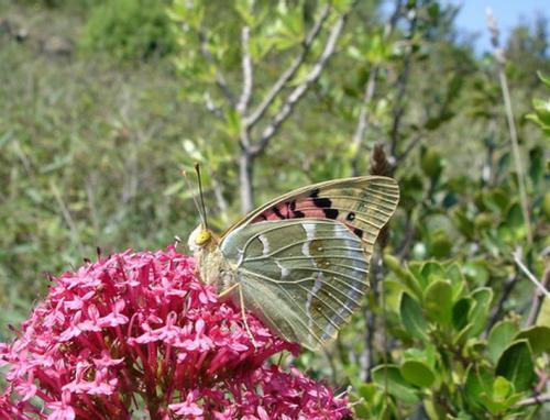 Argynnis pandora