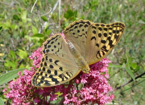 Argynnis pandora