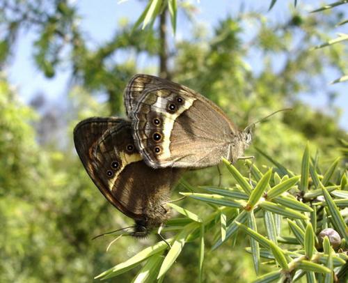 Réf. 8 949 : Pyronia bathseba
